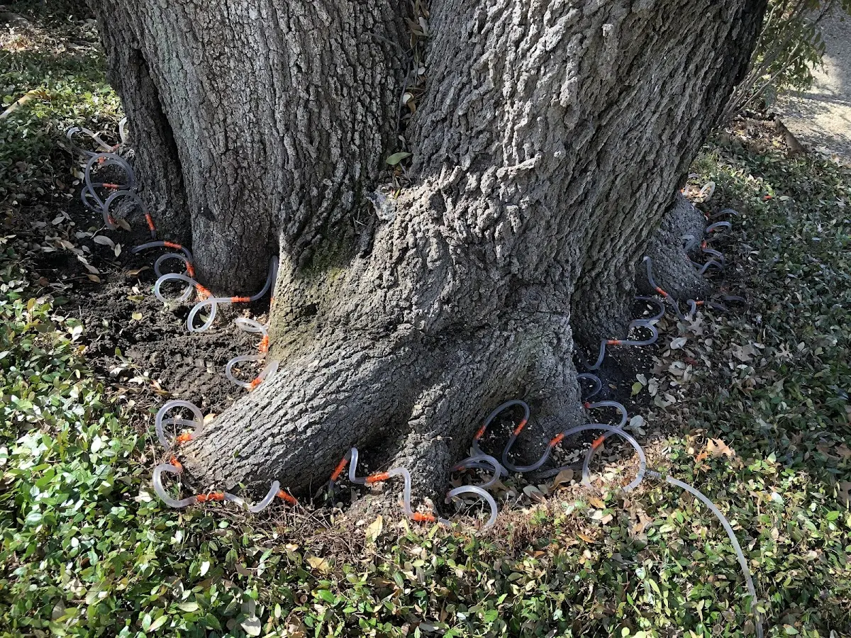 Detailed Tree Cabling and Bracing job site in Sidman